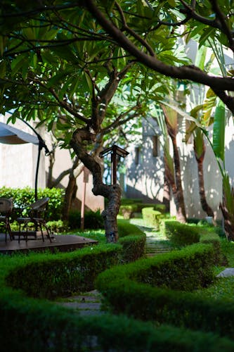Entretien de jardin avec lierre et allée